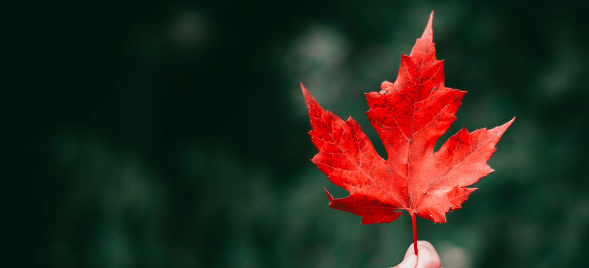 A red leaf is shown in front of green background.